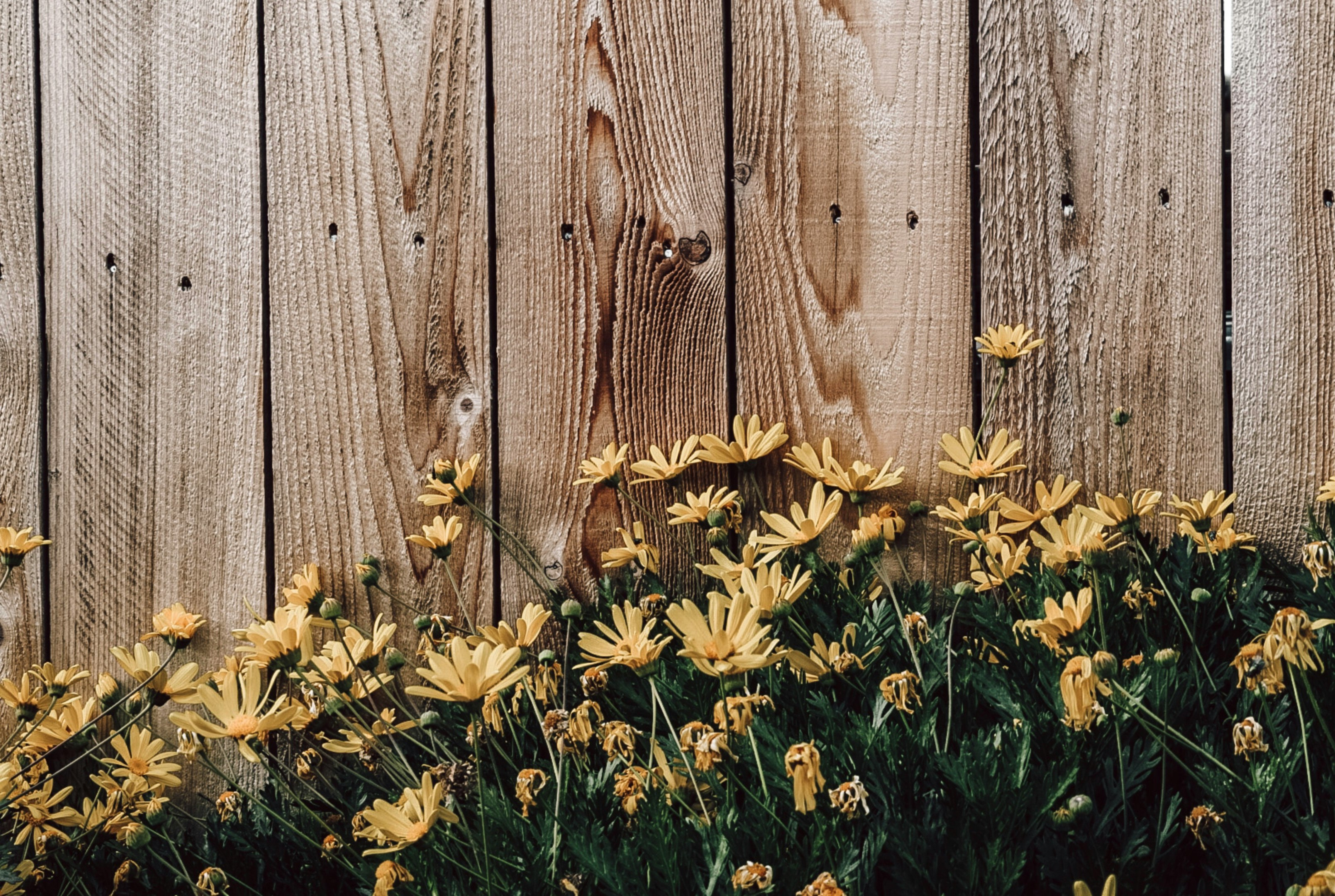 yellow flowers beside brown wooden fence